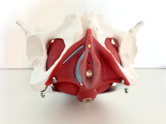 Kuvassa muovinen naisen lantionpohjan anatominen malli